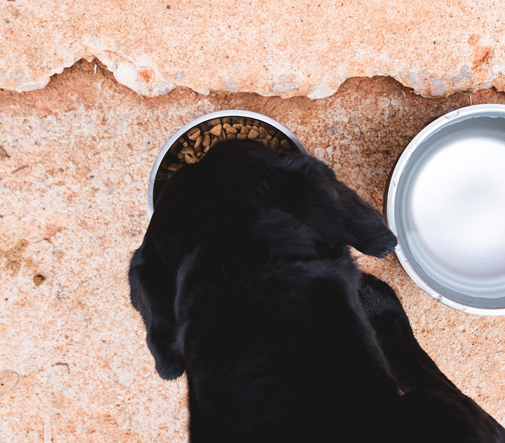YETI Boomer™ 4 Dog Bowl – YETI EUROPE